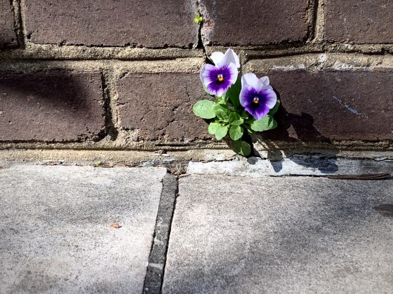 Plant growing in street crack