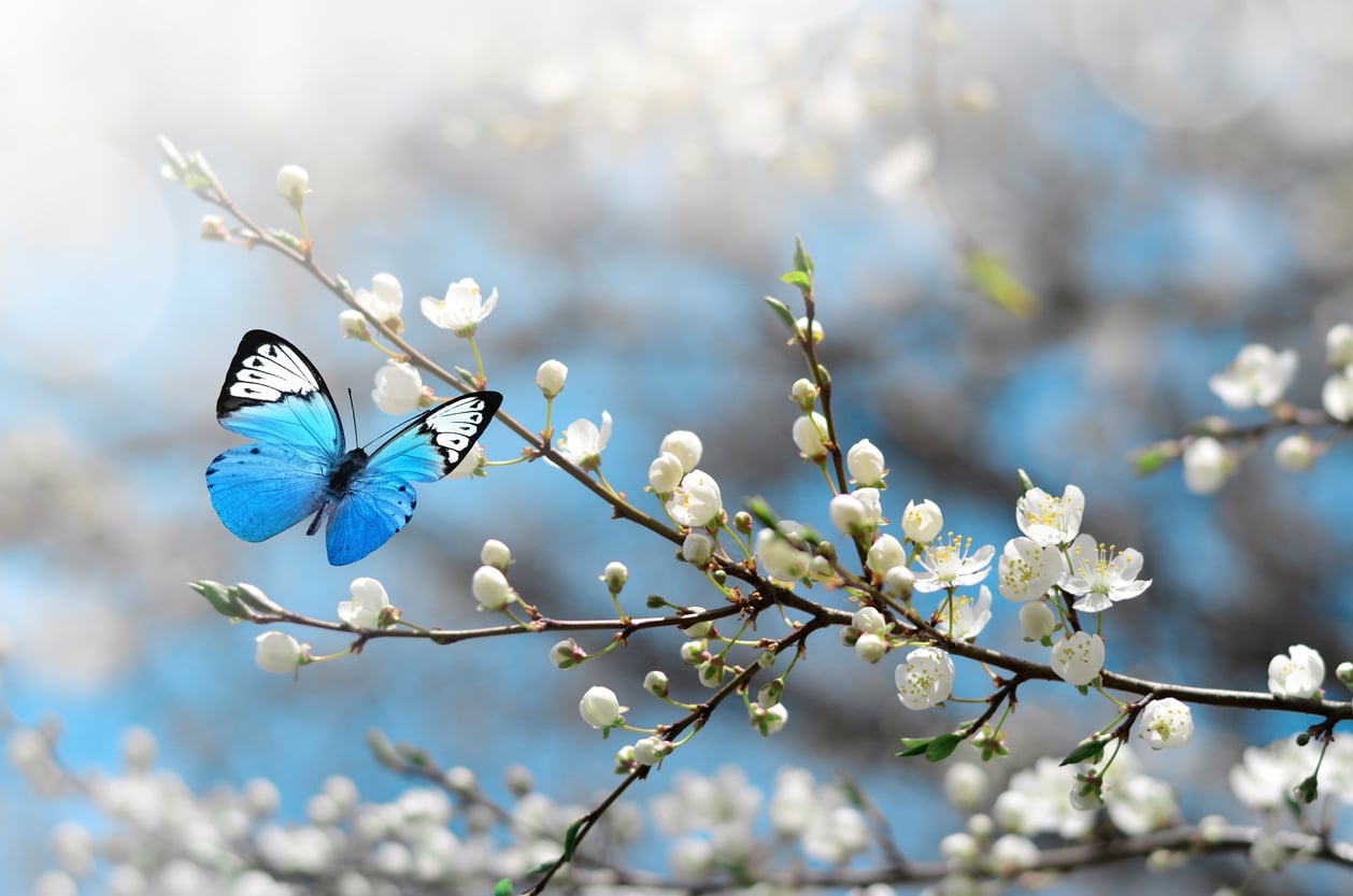 cherry blossom butterfly