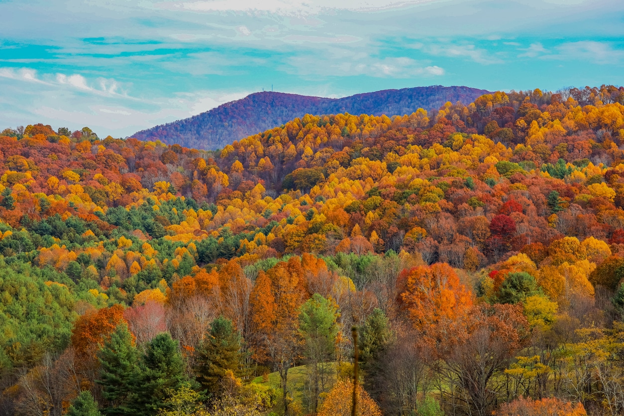 Mountain leaves in the fall